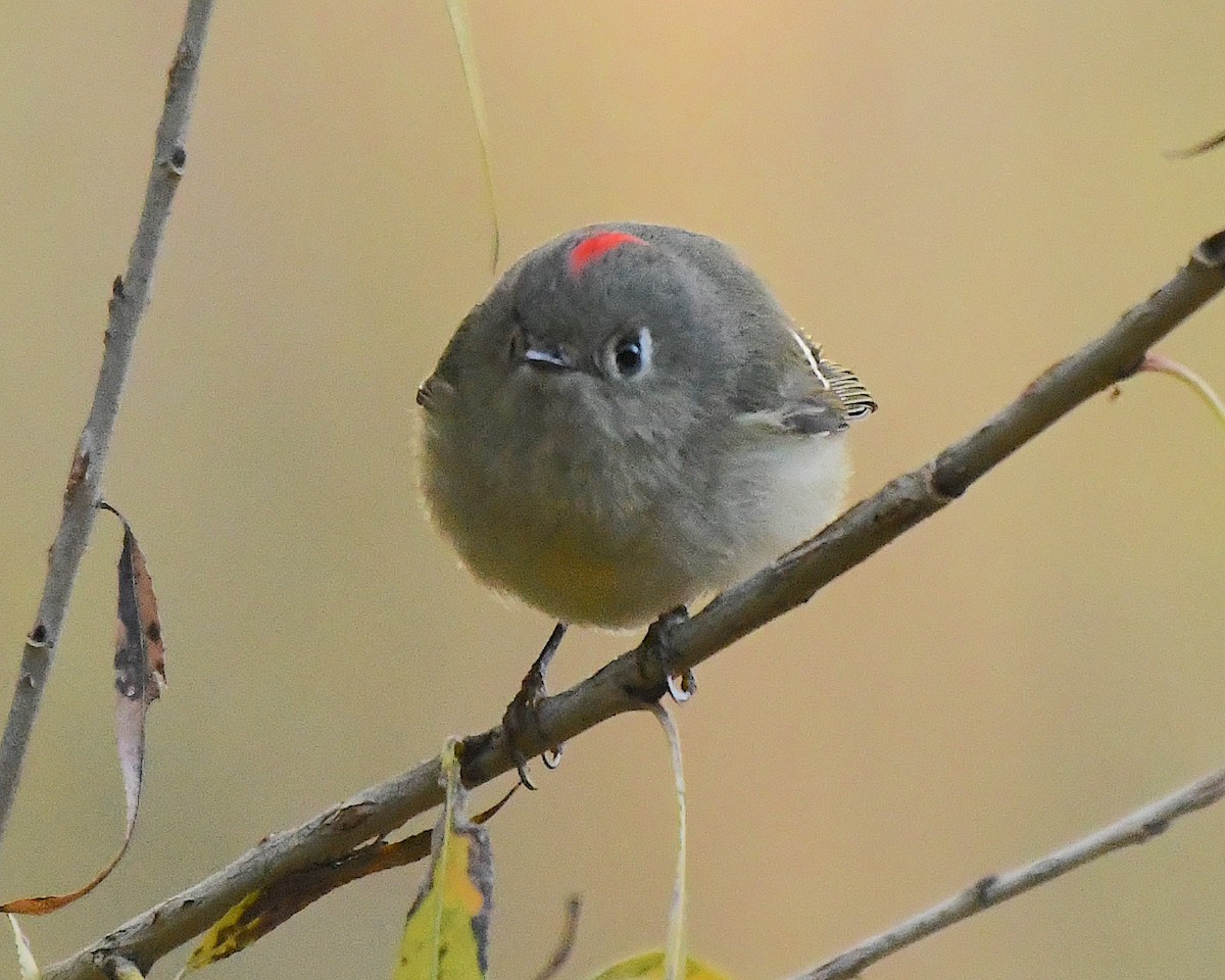 Ruby-crowned Kinglet - Ted Wolff