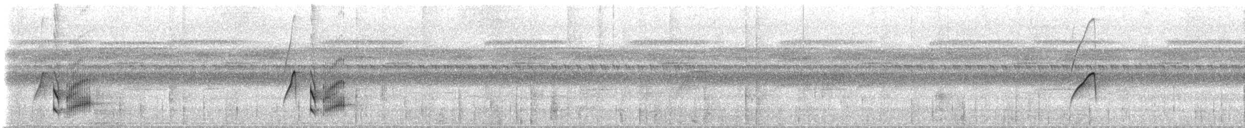 blåkronemanakin (coronata gr.) - ML613104004