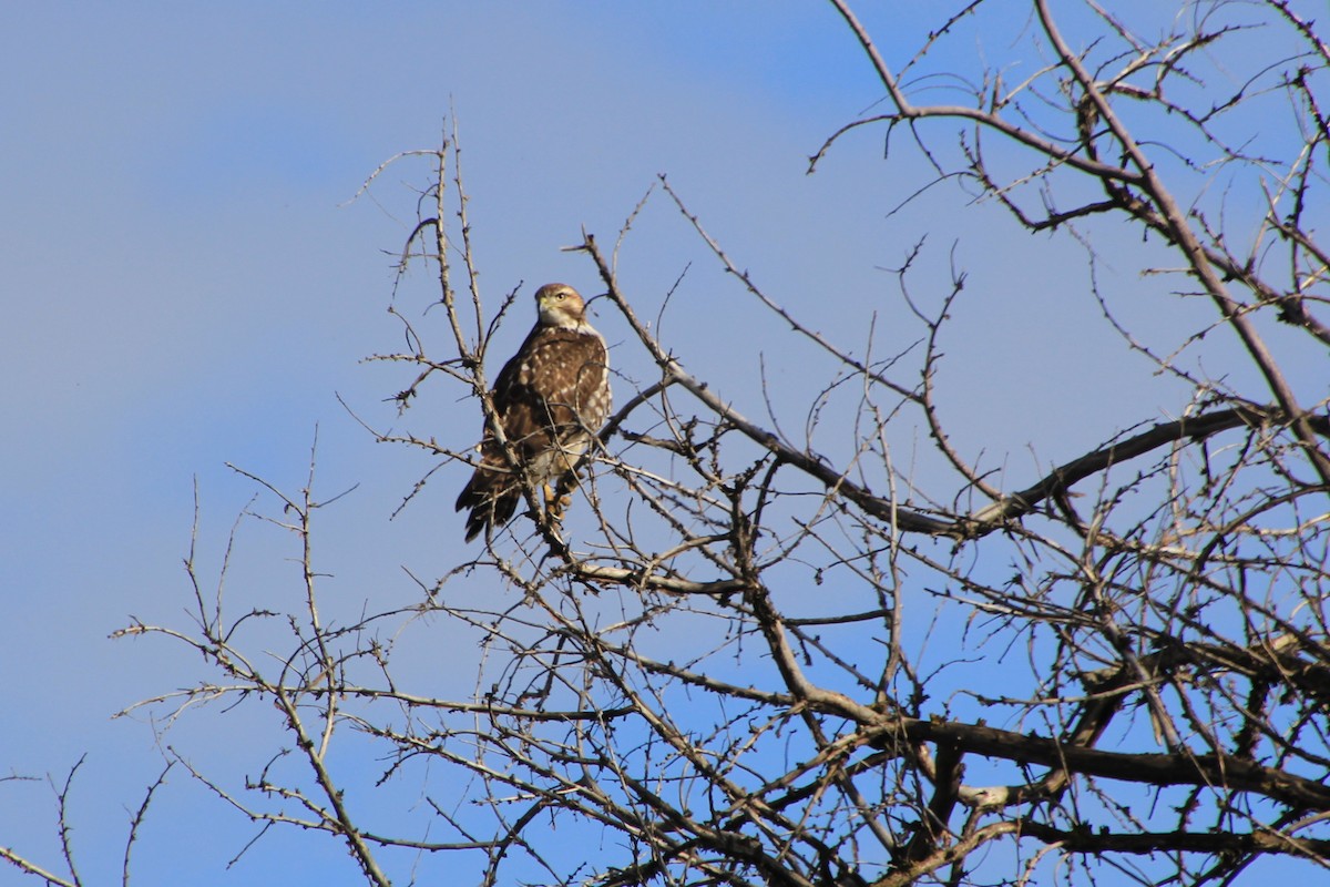 Red-tailed Hawk - ML613104022