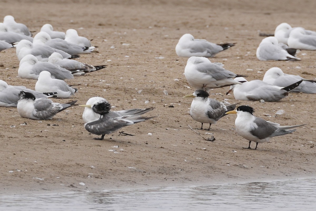 Great Crested Tern - ML613104023