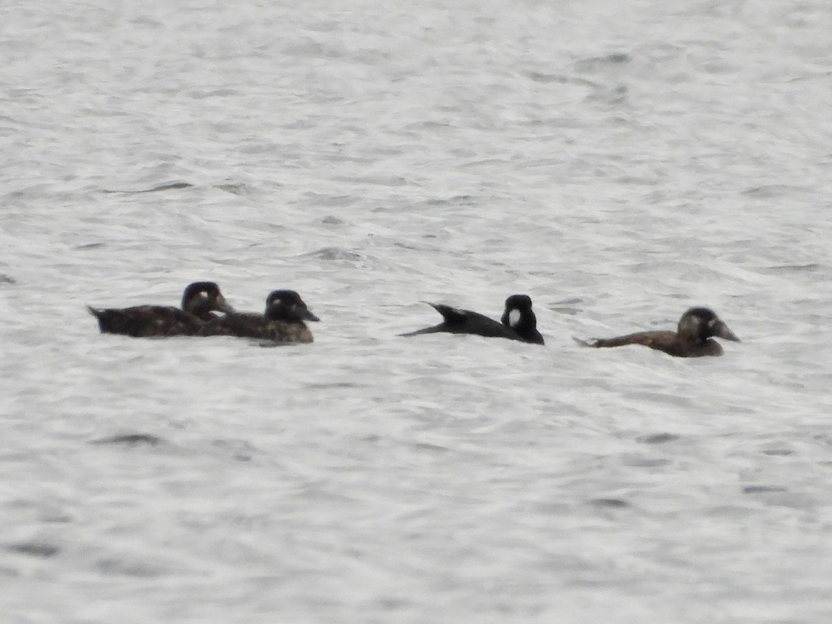 Surf Scoter - Jeanette Frazier