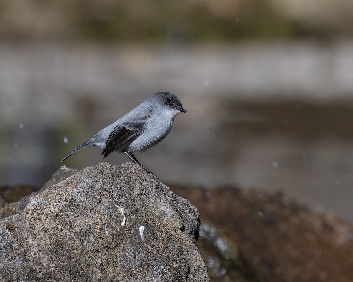 Torrent Tyrannulet - ML613104052