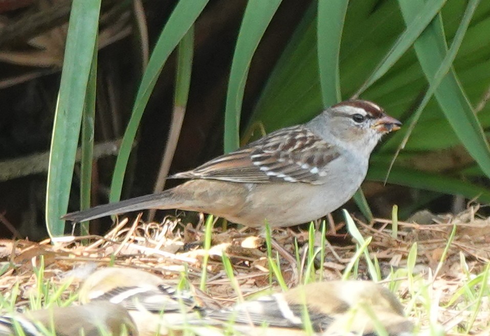 White-crowned Sparrow - ML613104054
