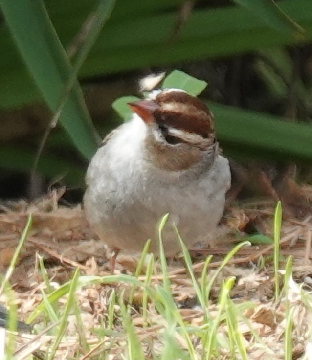 White-crowned Sparrow - ML613104055