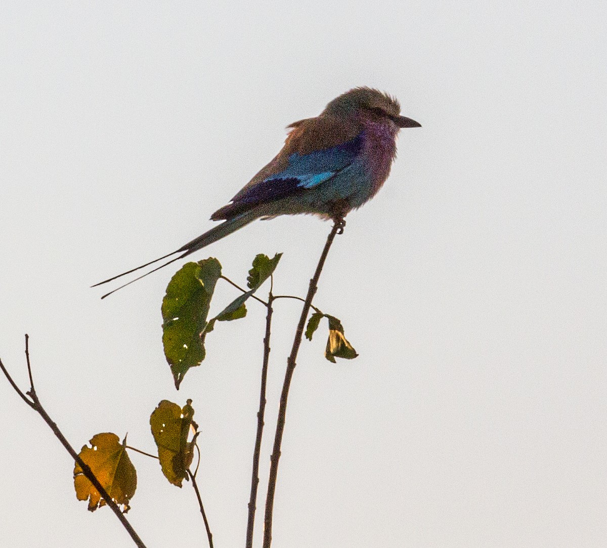 Lilac-breasted Roller - ML613104060