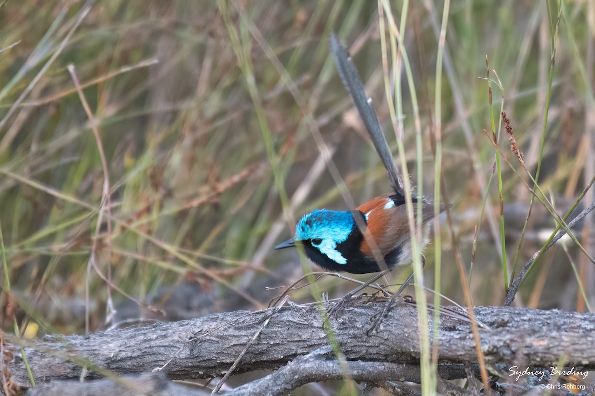 Red-winged Fairywren - ML613104092