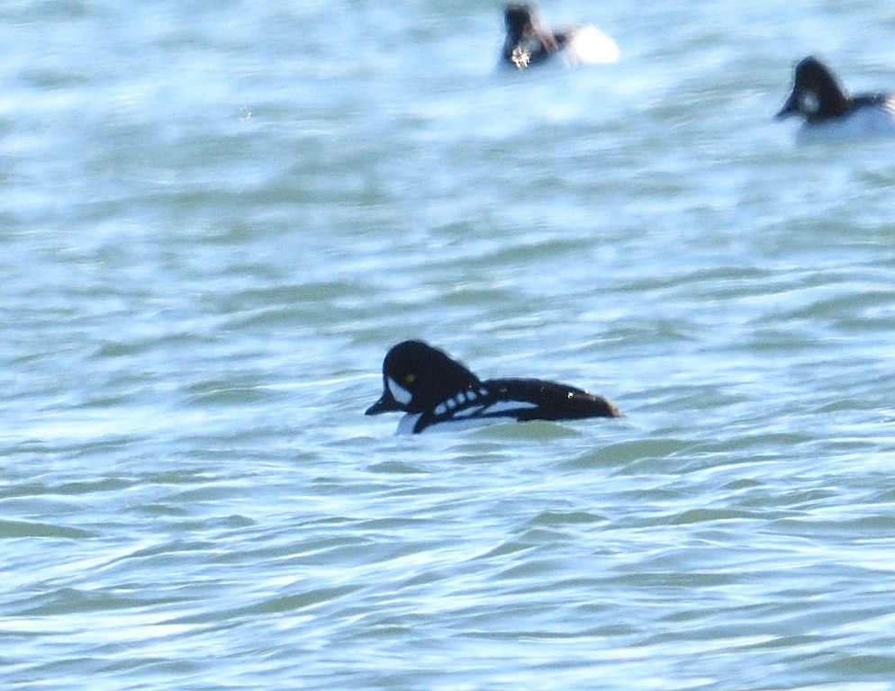 Barrow's Goldeneye - ML613104174