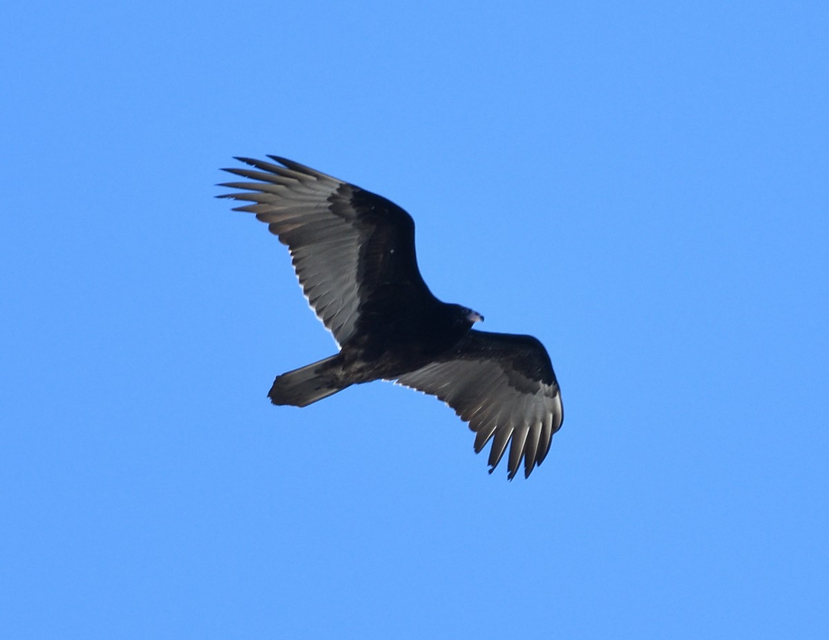 Turkey Vulture - ML613104207