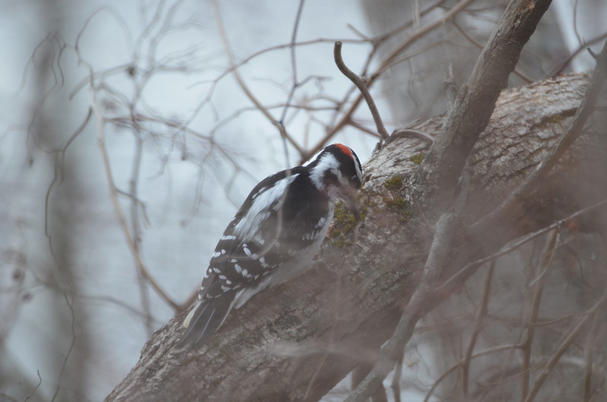 Hairy Woodpecker - ML613104222