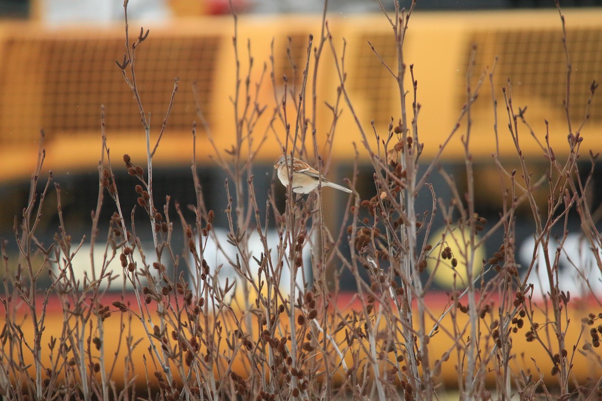 American Tree Sparrow - ML613104231