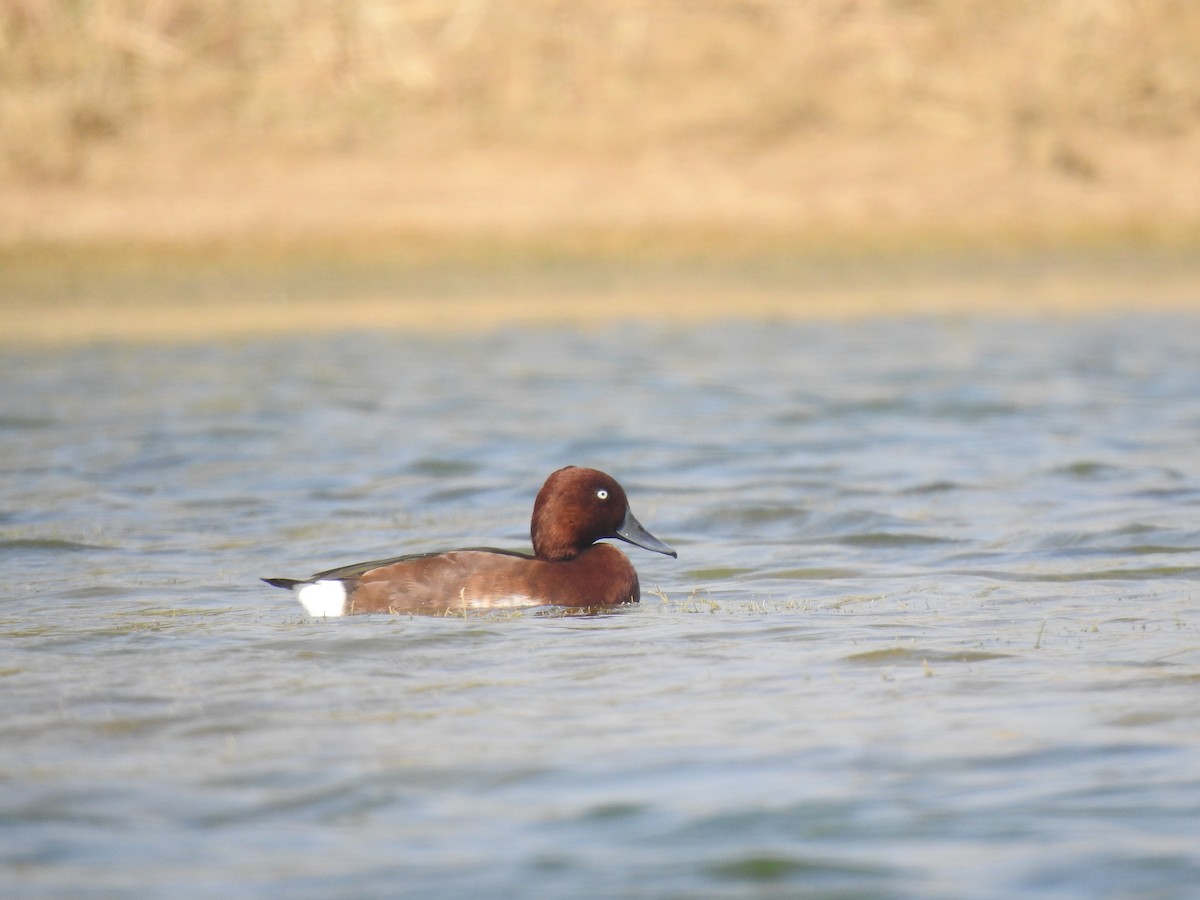 Ferruginous Duck - ML613104235