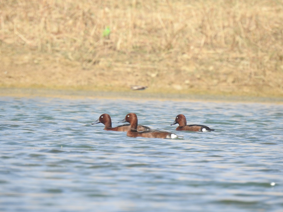 Ferruginous Duck - ML613104238