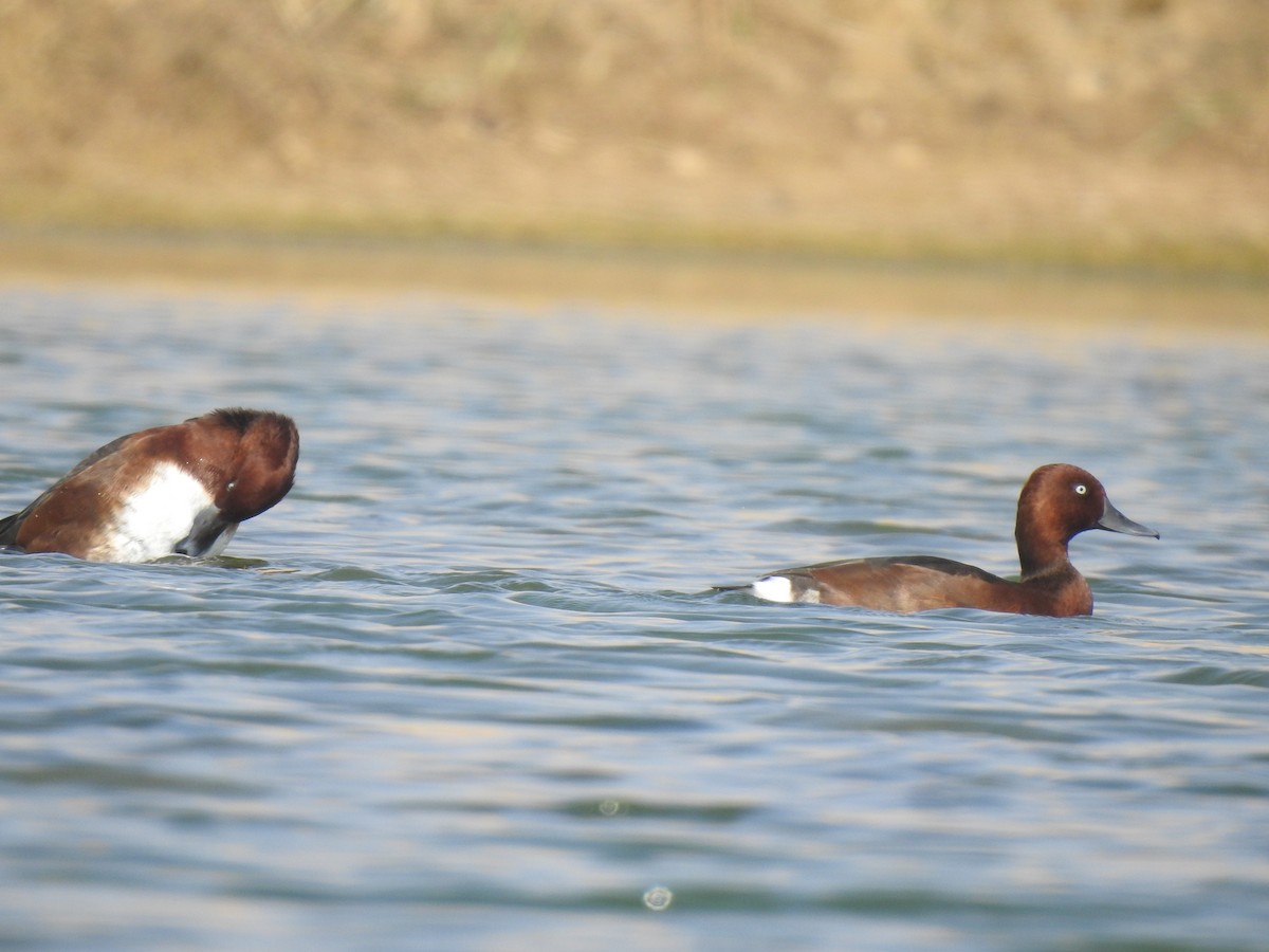 Ferruginous Duck - ML613104239