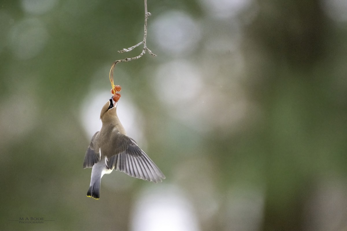 Cedar Waxwing - Matthew Bode