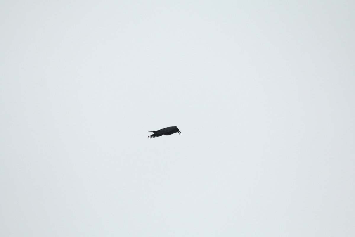Common Raven - ML613104298