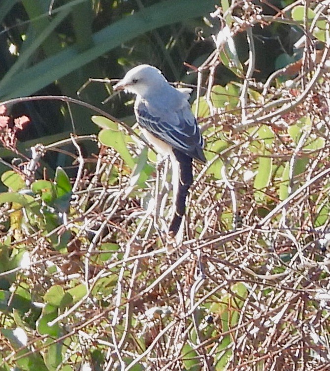 eBird Checklist - 4 Jan 2024 - 244 Franklin Blvd S, Eastpoint US-FL 29. ...