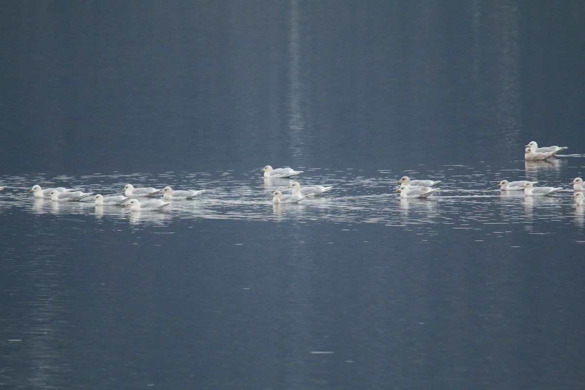Iceland Gull - ML613104384