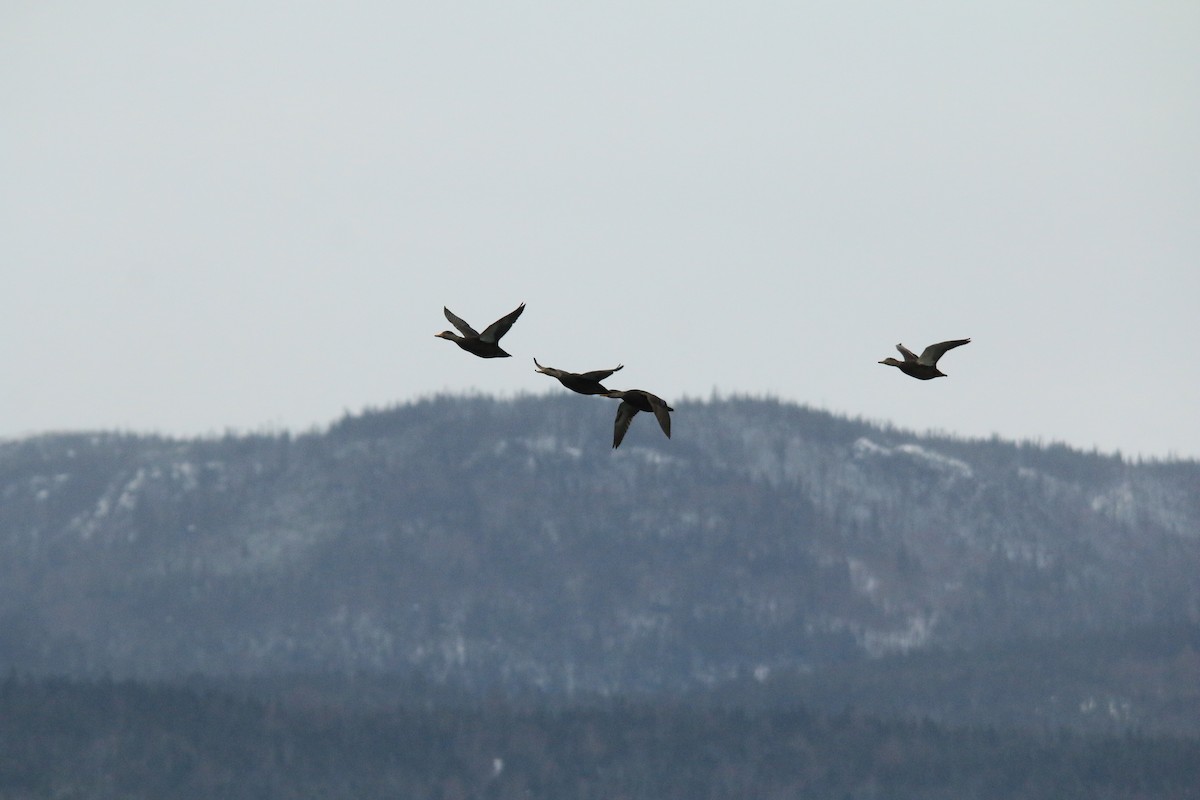 American Black Duck - ML613104423