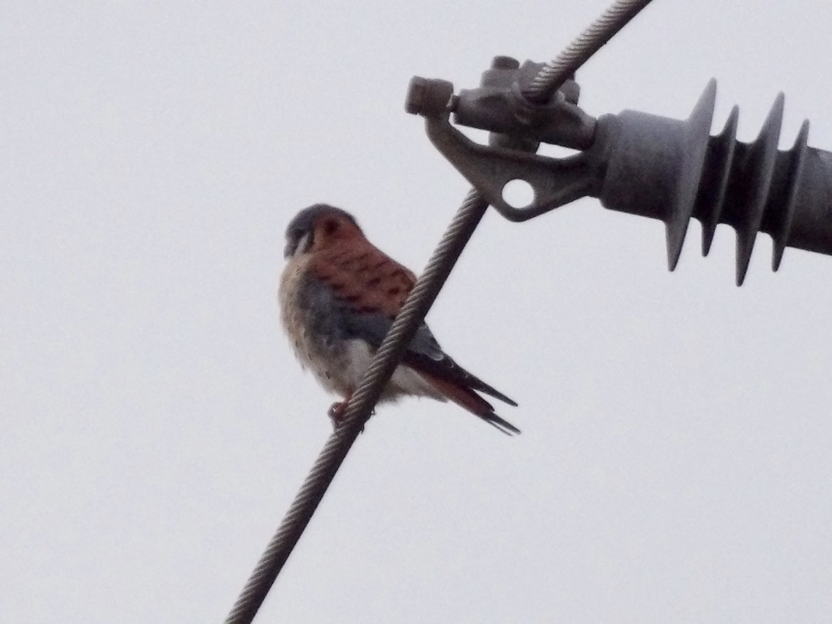 American Kestrel - ML613104433