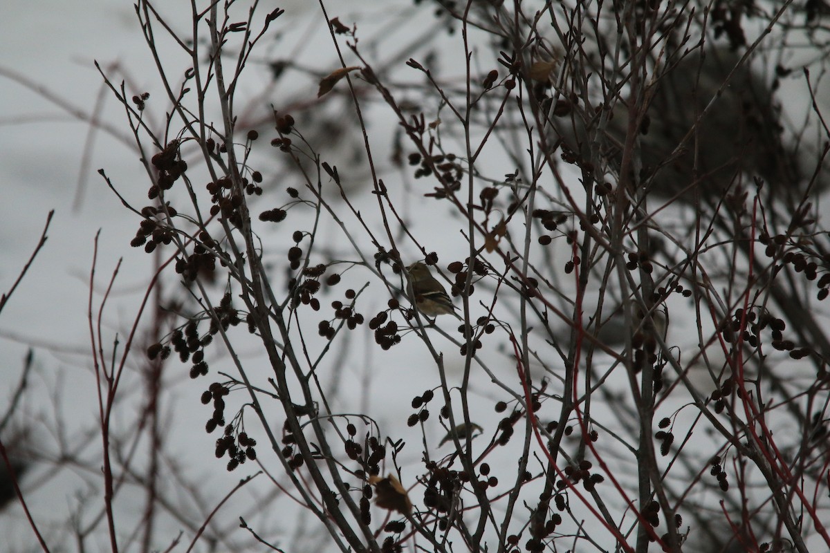 American Goldfinch - ML613104459