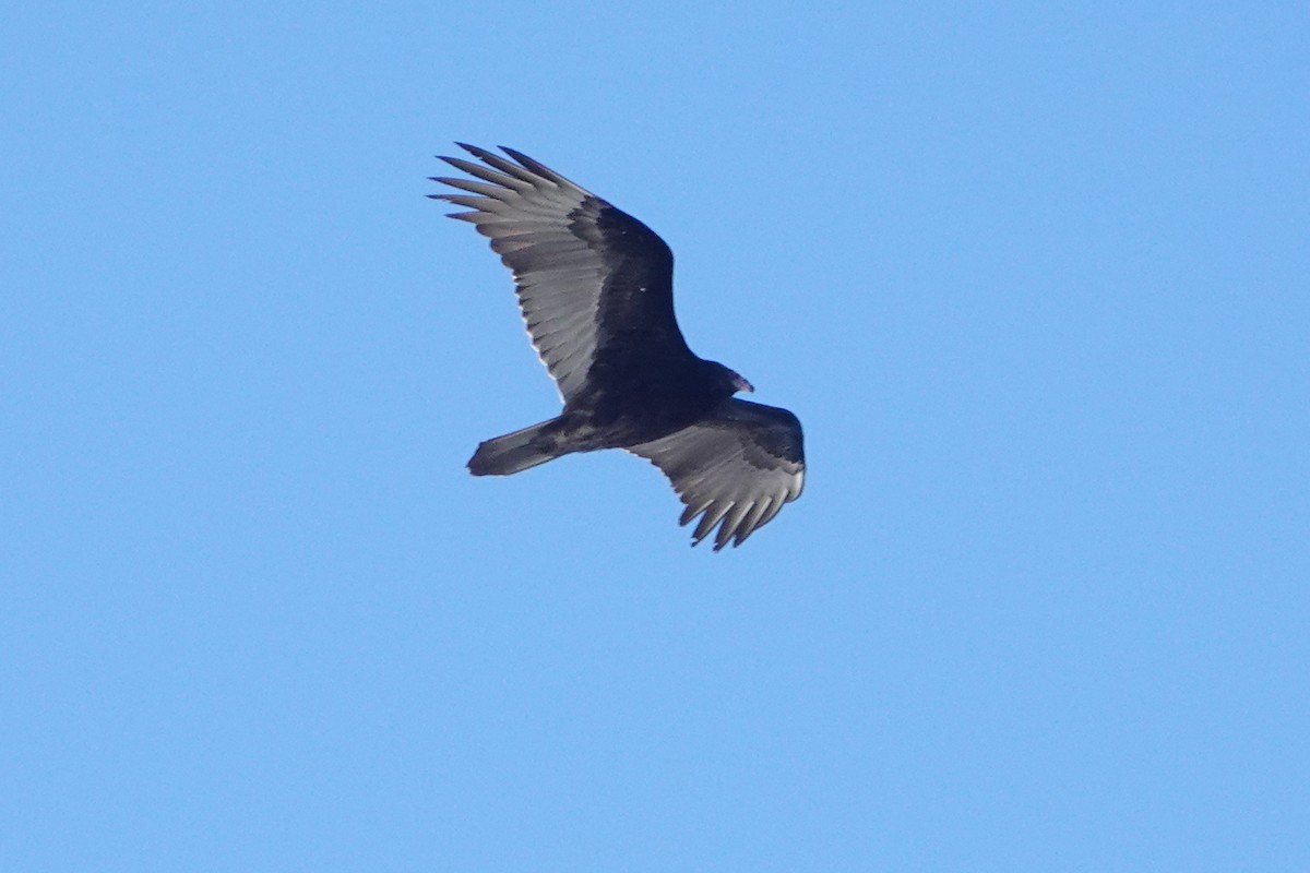 Turkey Vulture - ML613104490