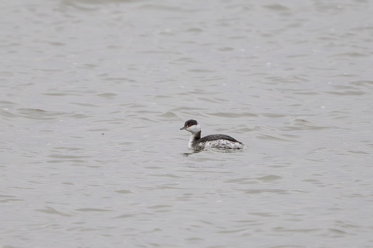 Horned Grebe - ML613104572