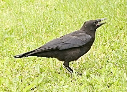 American Crow - ML613104591