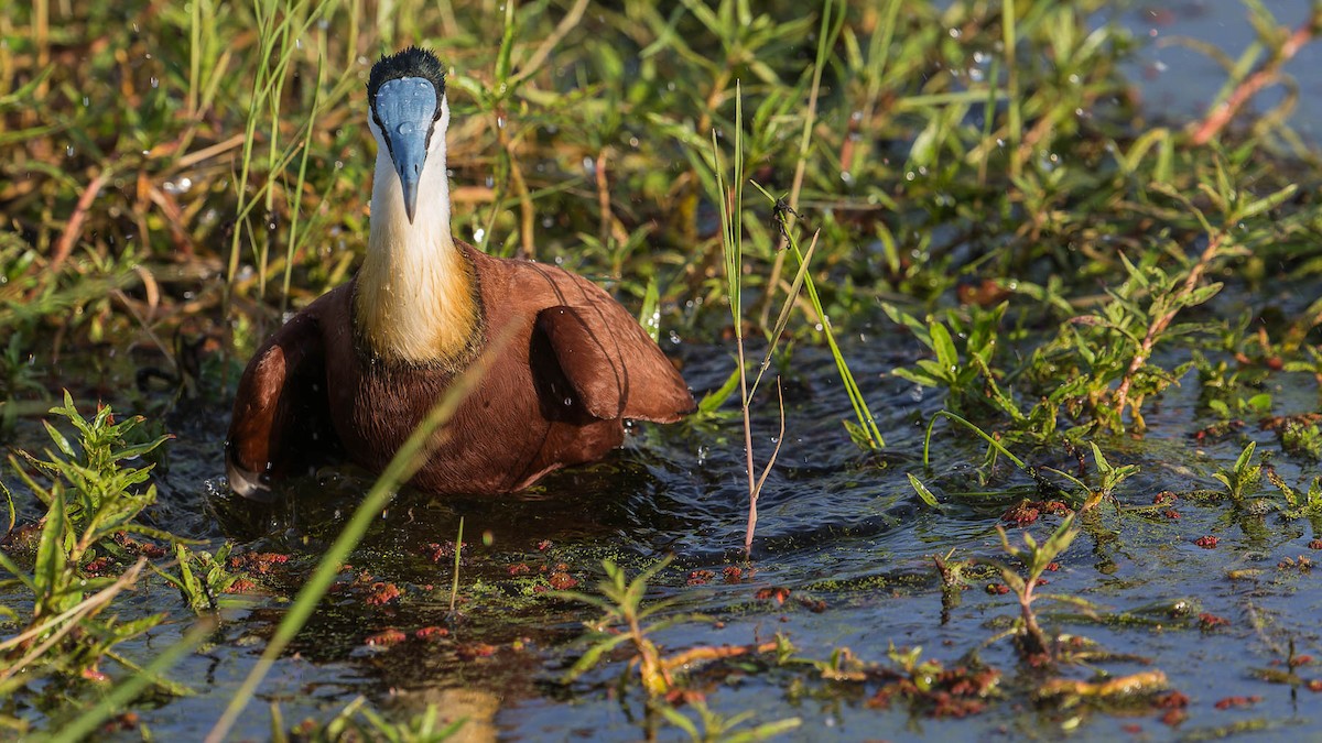 African Jacana - ML613104594