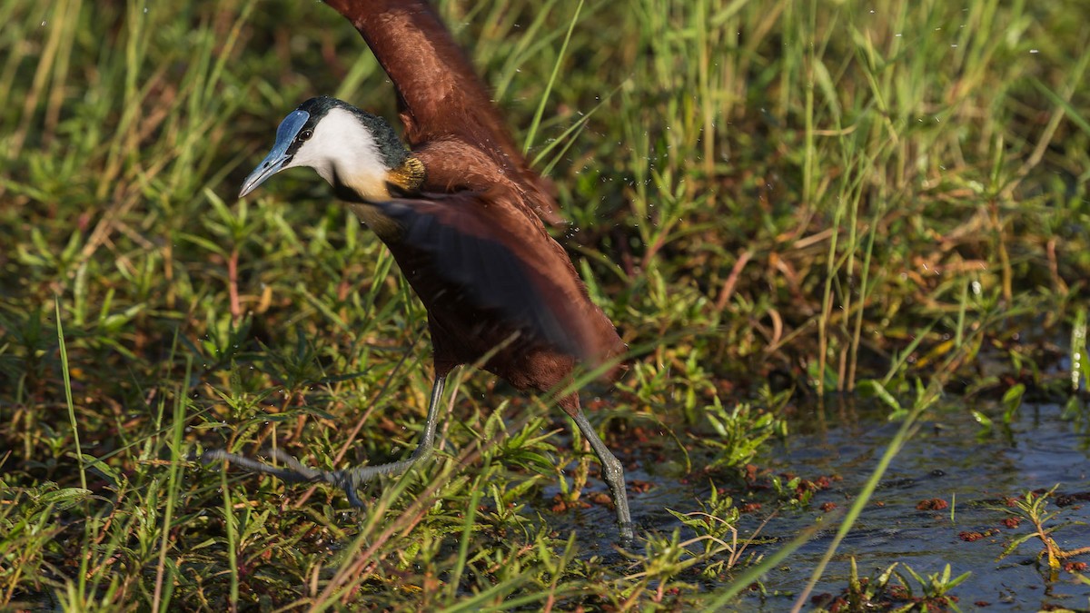 African Jacana - ML613104595