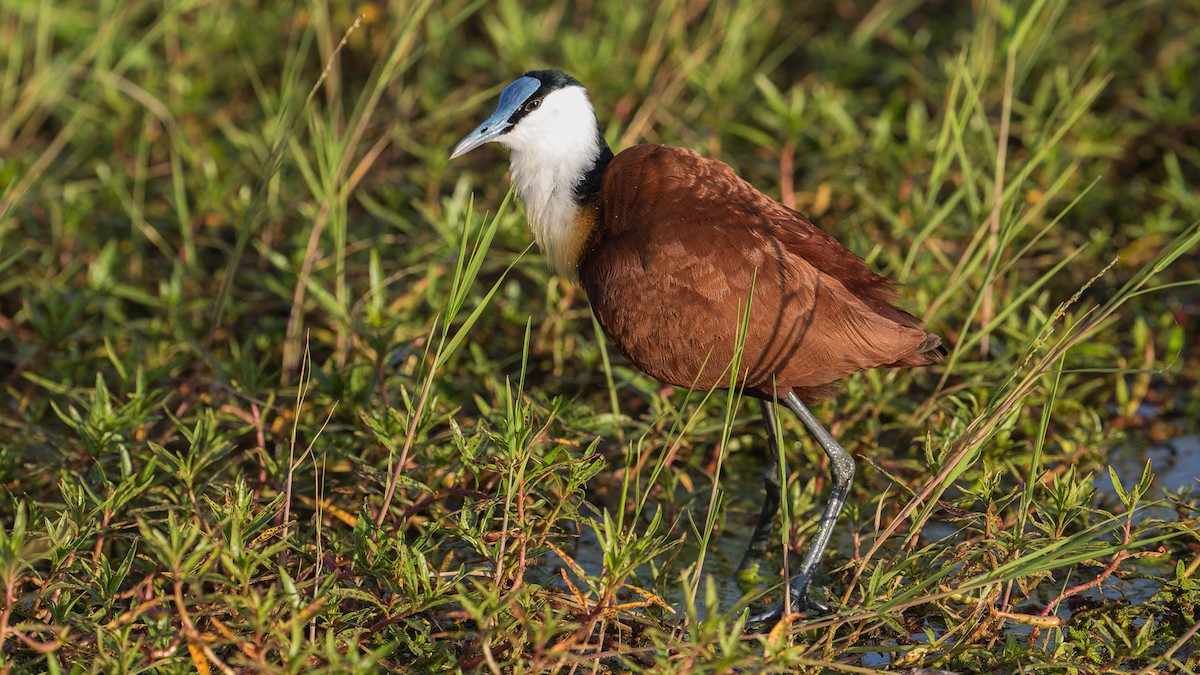 African Jacana - ML613104596