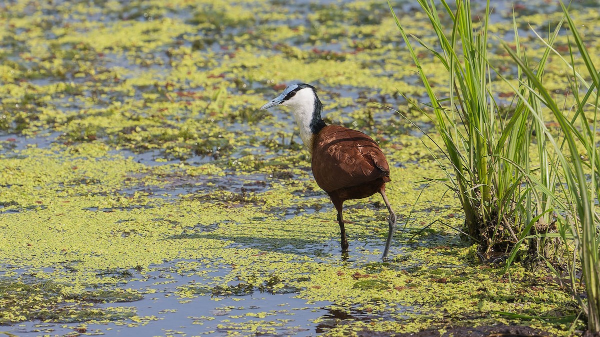 African Jacana - ML613104597