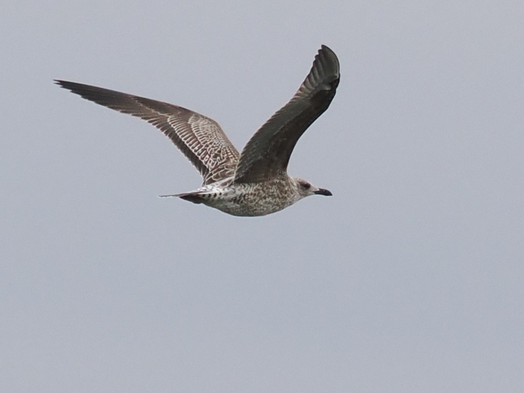 Lesser Black-backed Gull - Vincent O'Brien