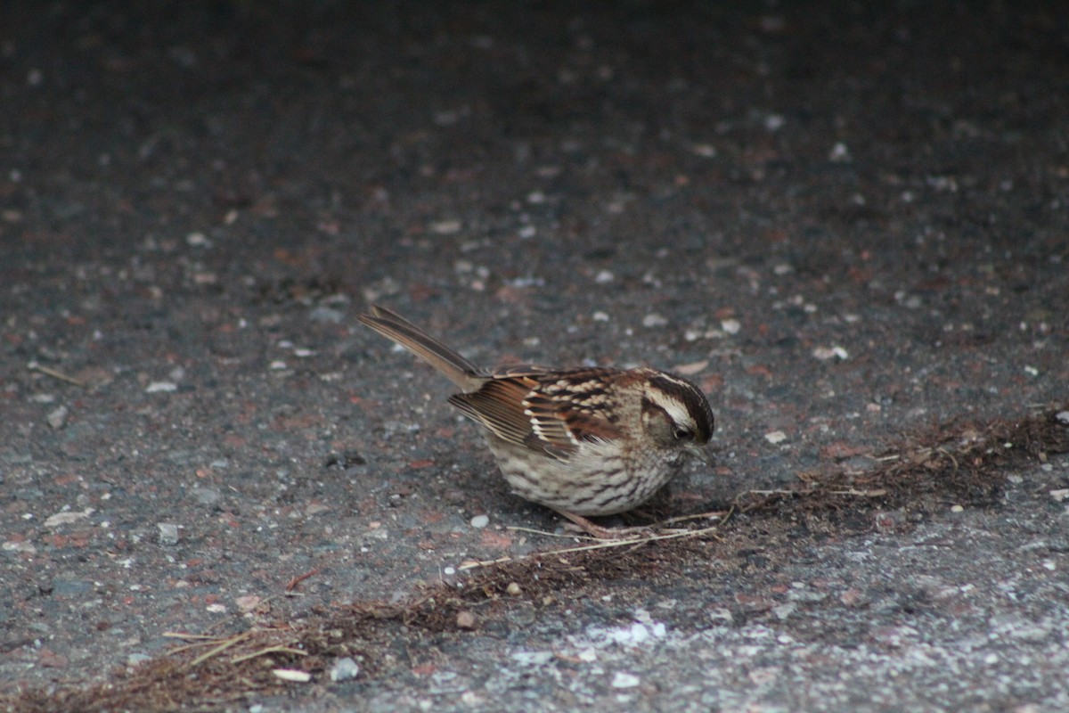 White-throated Sparrow - Daniel Edwards