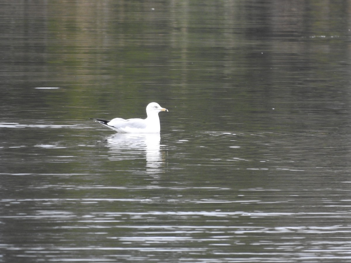 Gaviota de Delaware - ML613104899