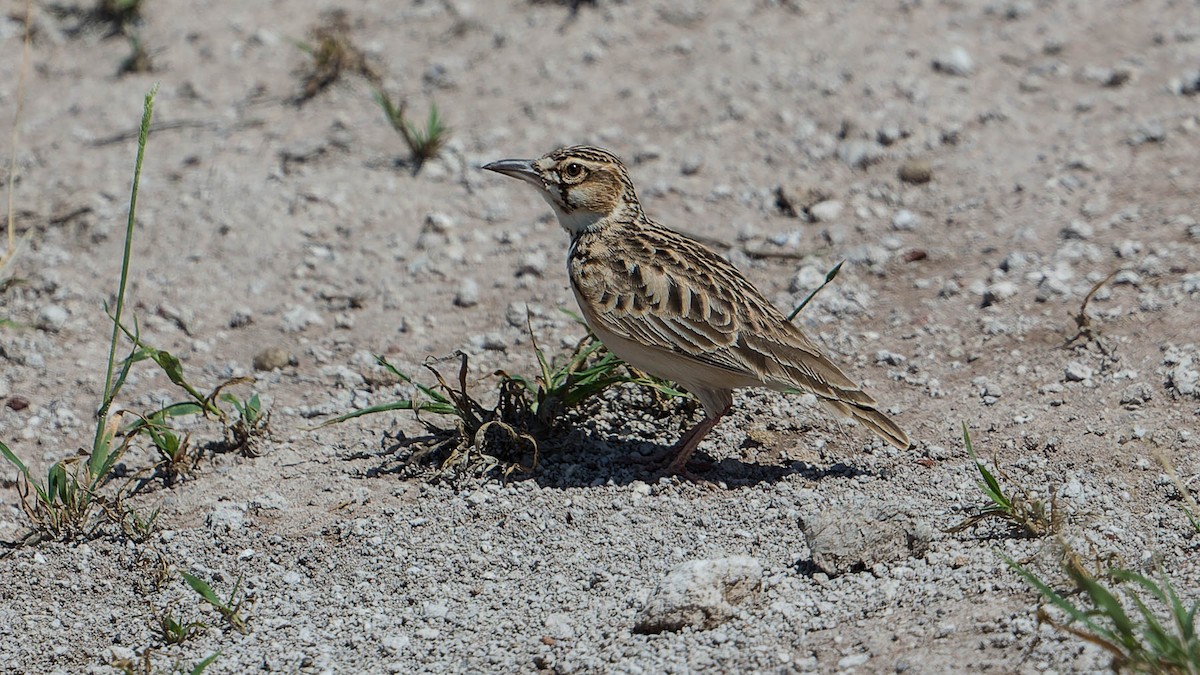 Short-tailed Lark - David Newell