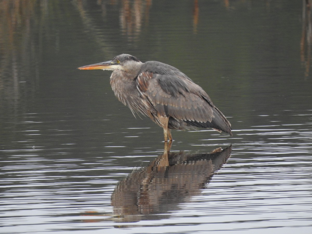 Great Blue Heron - Joe Sudomir