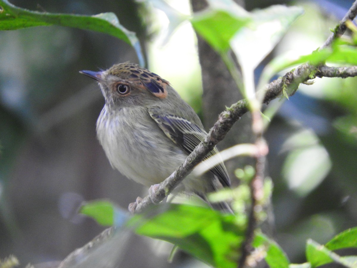 Scale-crested Pygmy-Tyrant - ML613104973