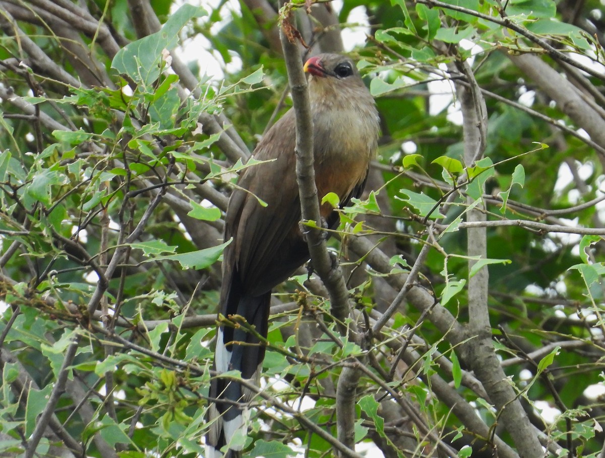 Sirkeer Malkoha - ML613105032