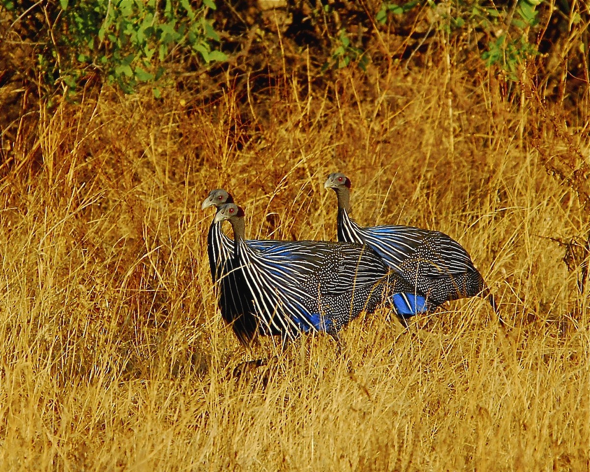 Vulturine Guineafowl - ML613105043