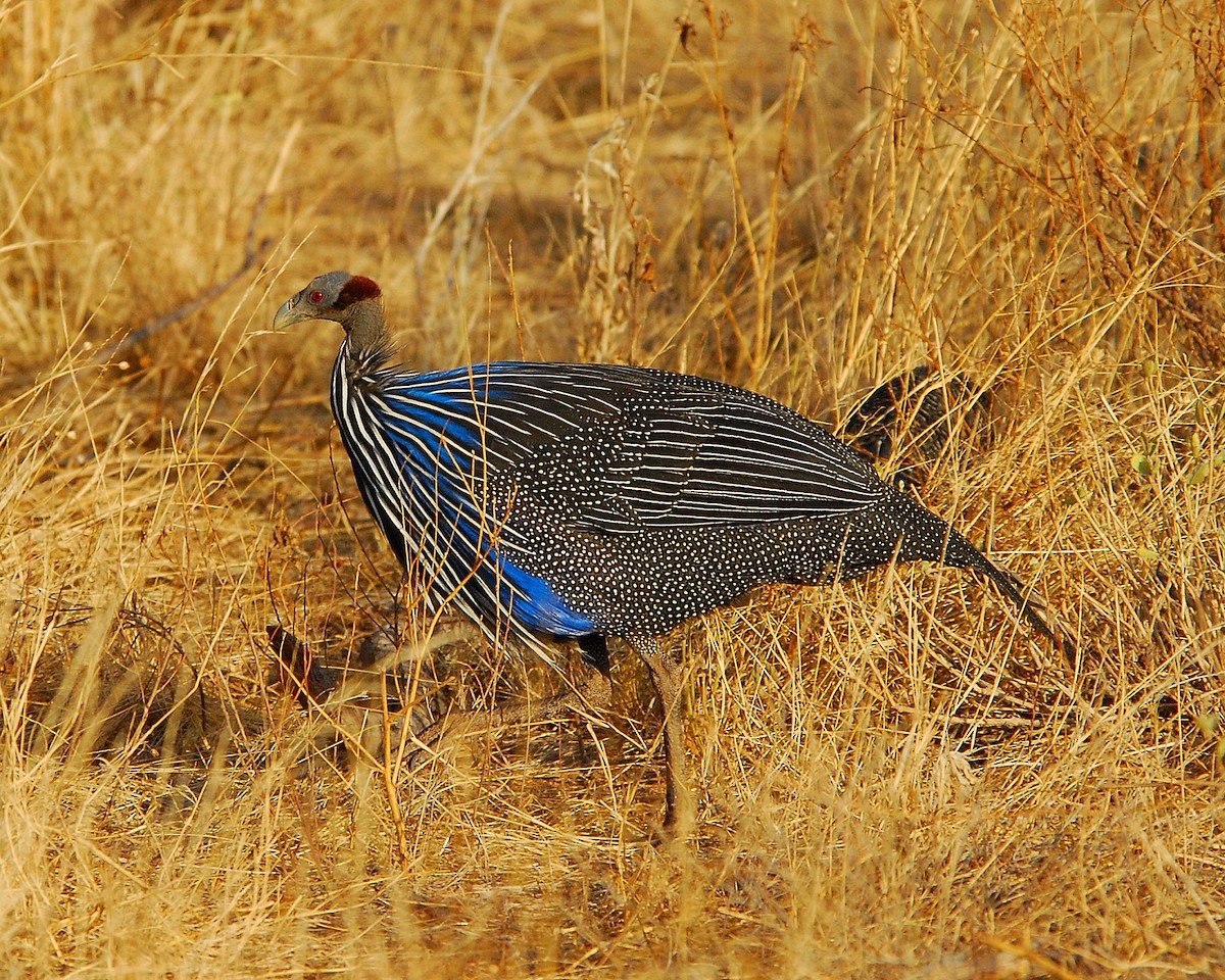 Vulturine Guineafowl - ML613105046