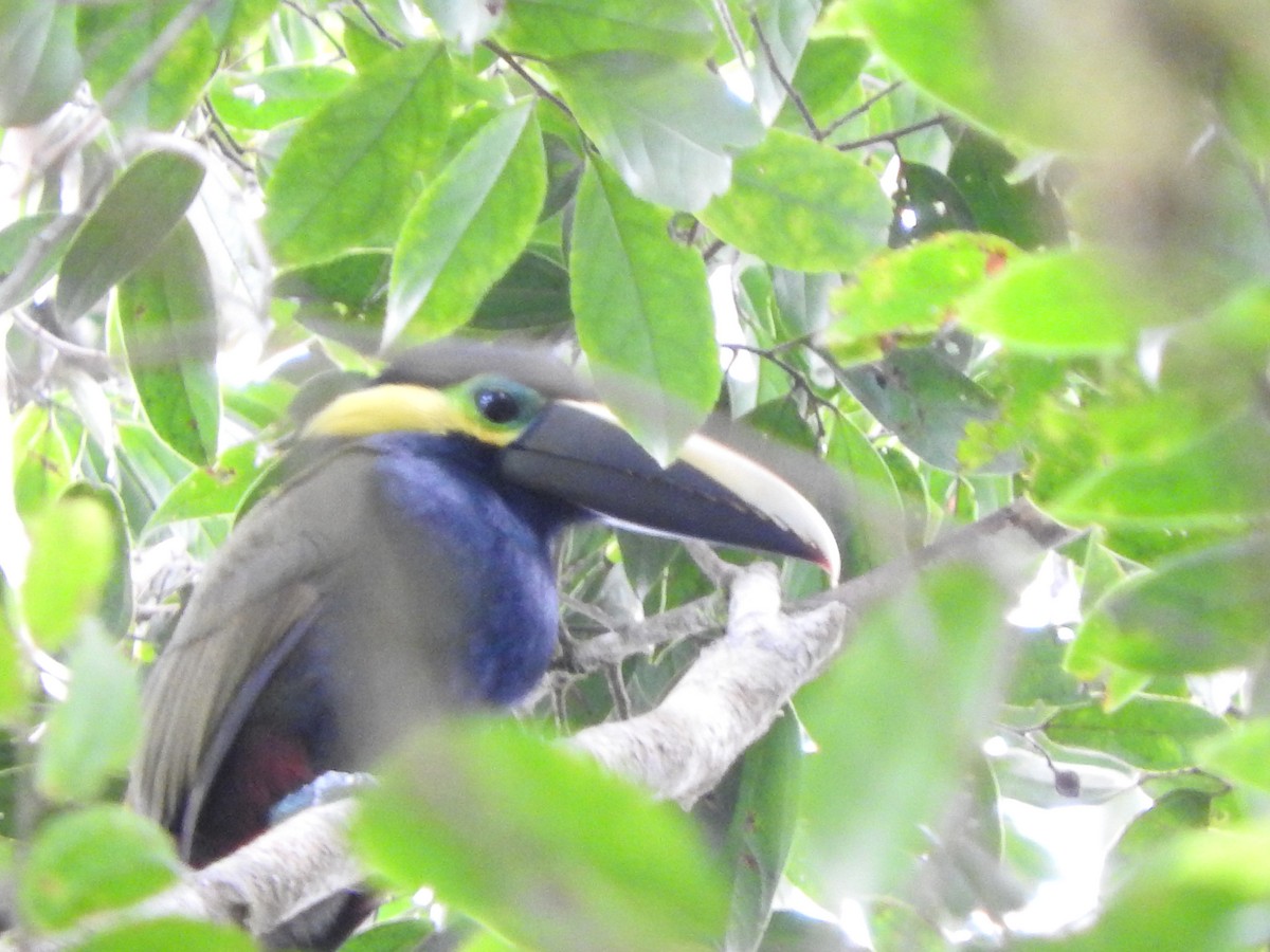 Yellow-eared Toucanet - ML613105067