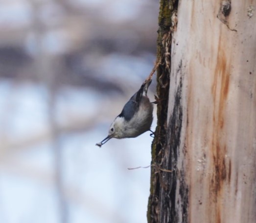 White-breasted Nuthatch - ML613105069