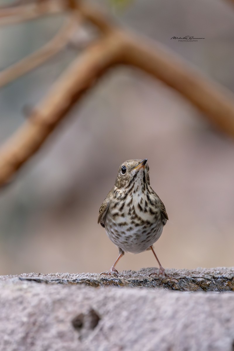 Hermit Thrush - ML613105160