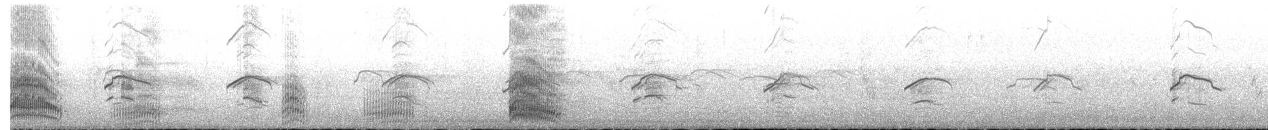 Mouette argentée (scopulinus) - ML613105203
