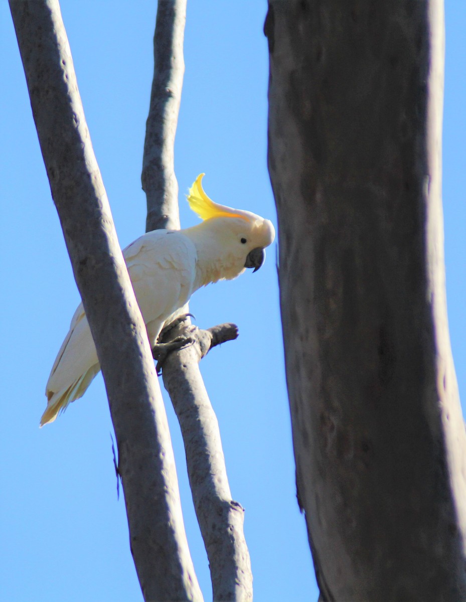 Sulphur-crested Cockatoo - ML613105243