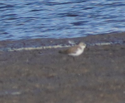 Western Sandpiper - ML613105343