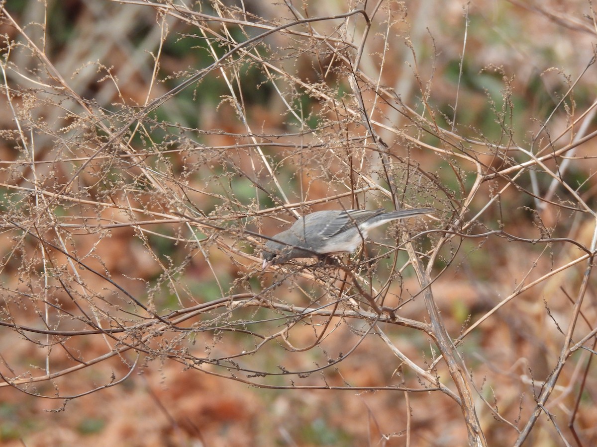 Dark-eyed Junco - ML613105346