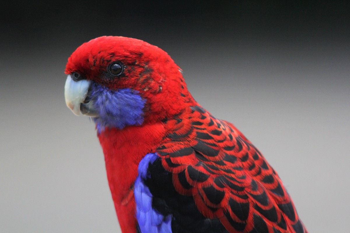 Crimson Rosella - ML613105348