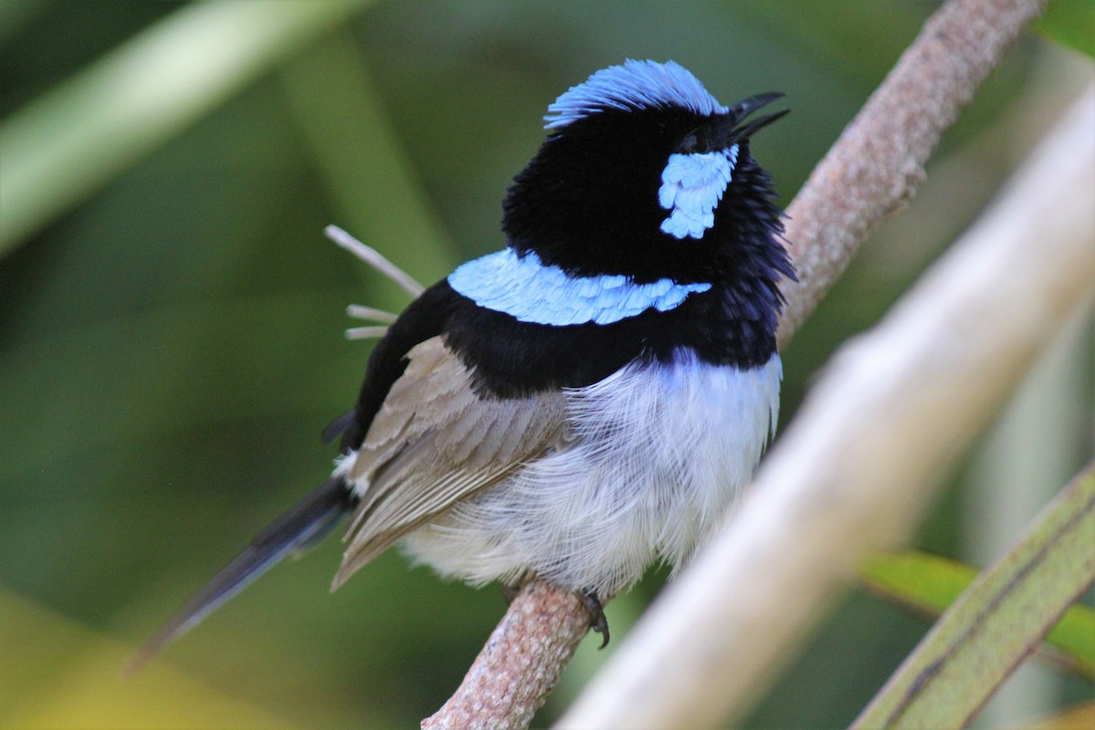 Superb Fairywren - ML613105370