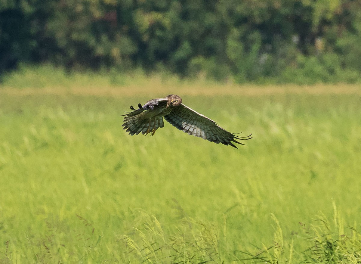 Eastern Marsh Harrier - ML613105500